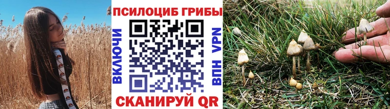 где купить наркоту  Шагонар  Псилоцибиновые грибы Psilocybine cubensis 